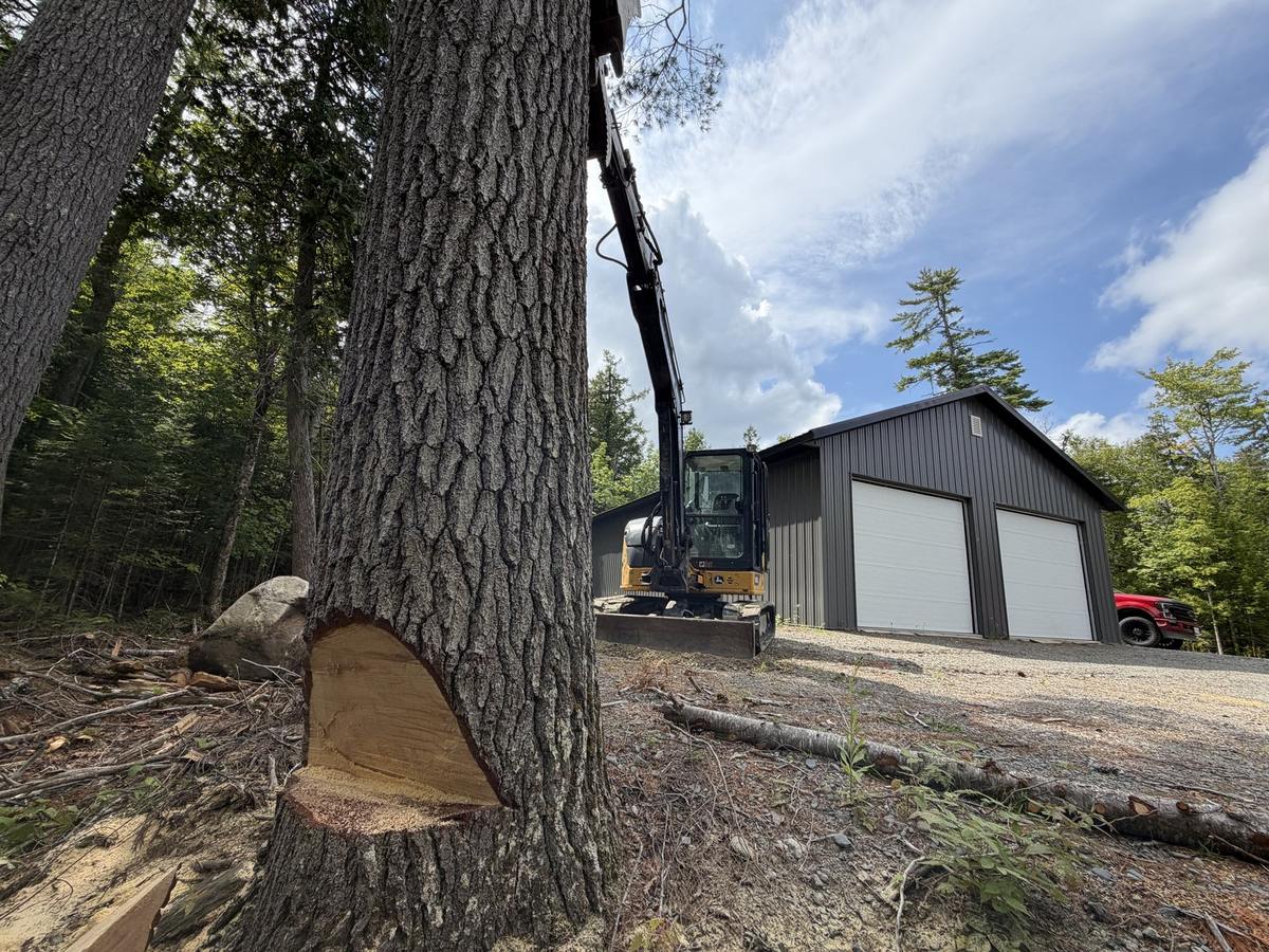 A large pine with a face cut in it, the barn behind