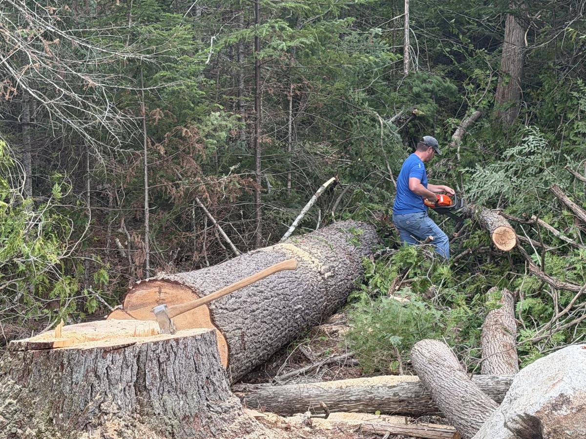 Bucking the felled trunk into lengths with a chainsaw