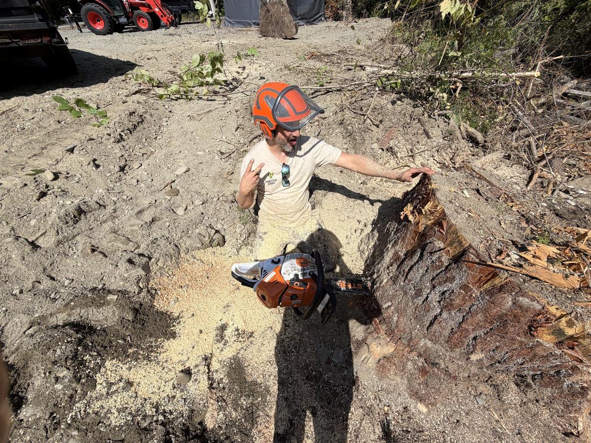 A crew member with a chainsaw beside the cut stump