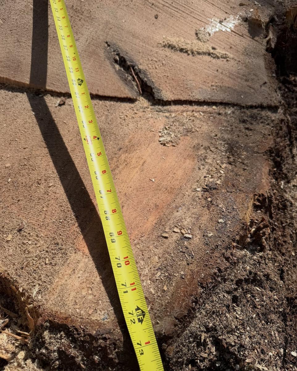 A tape measure laid across the cut stump reading seventy-two inches