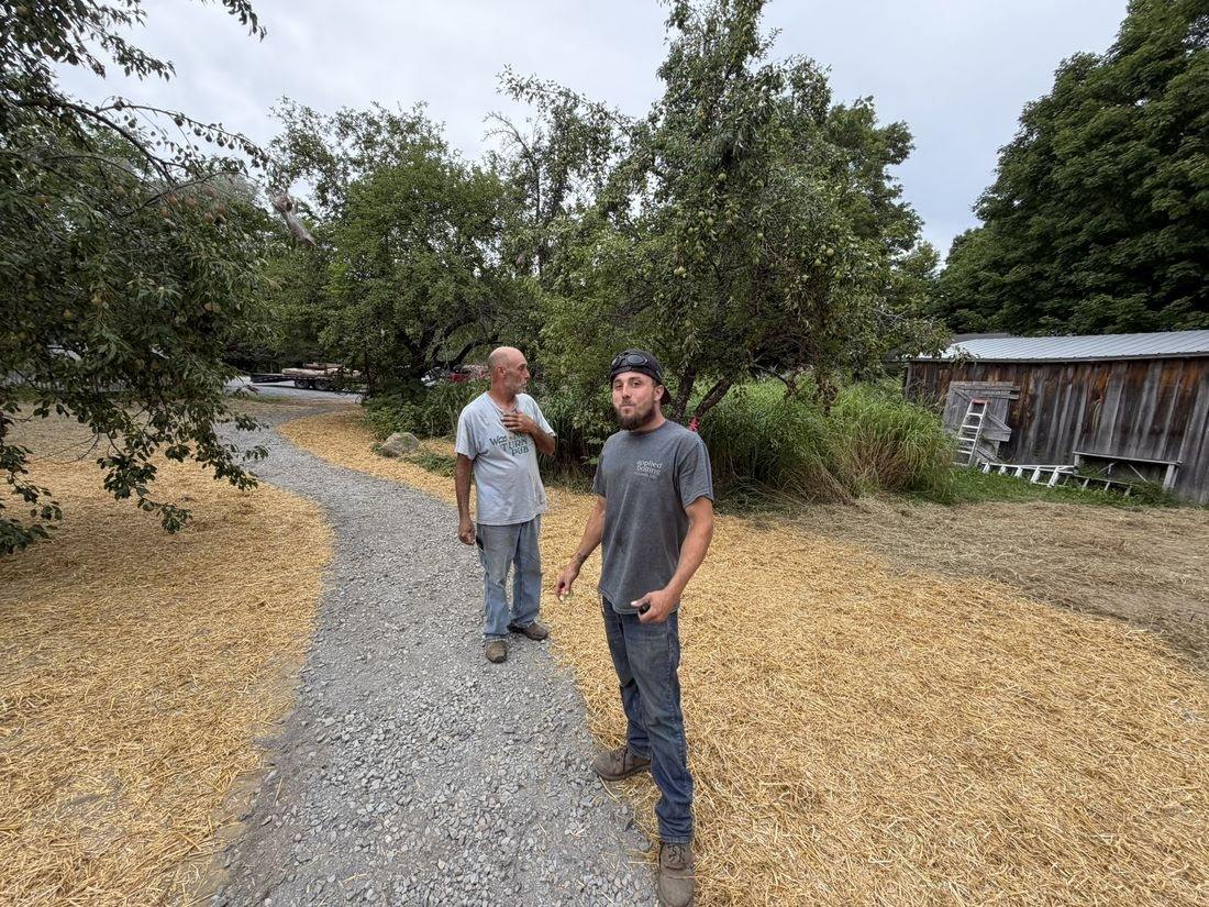 After: new gravel path under the pruned apple trees
