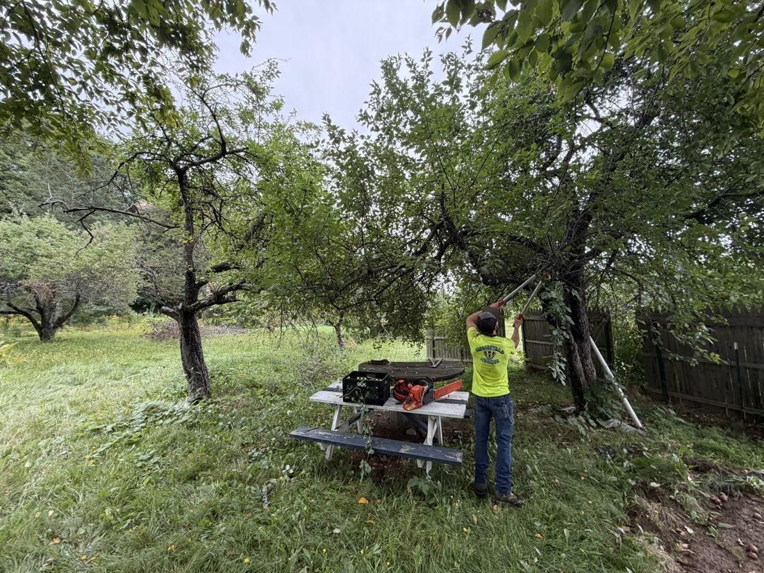Before: overgrown orchard, picnic table lost in the grass