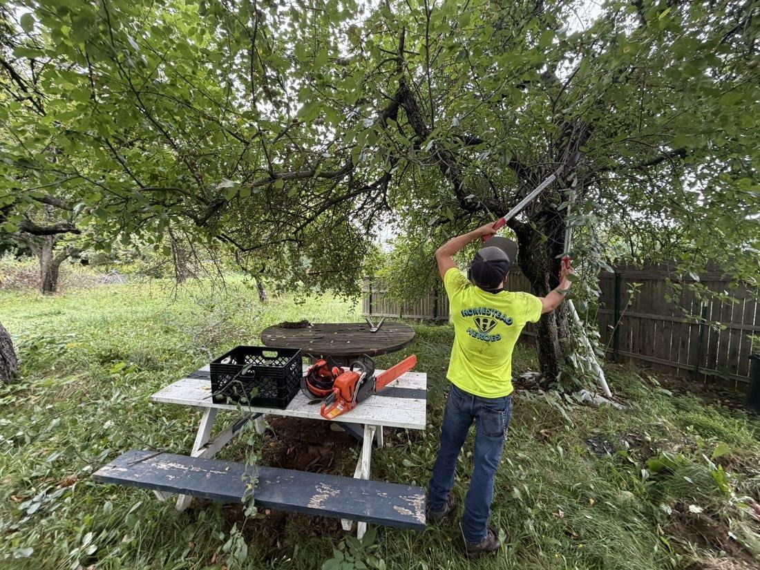 Cutting apple branches back off the ground